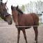 images/more_pictures/stutteri//stutteri_5.jpg